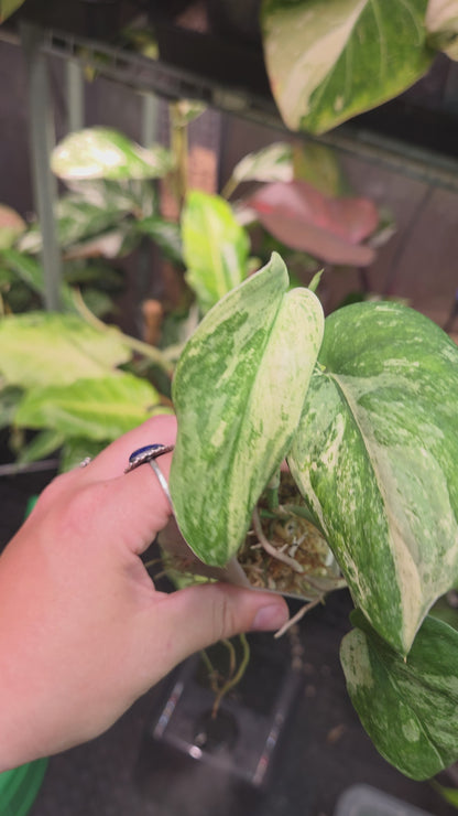 Scindapsus Halimoon (High variegation) - Medium