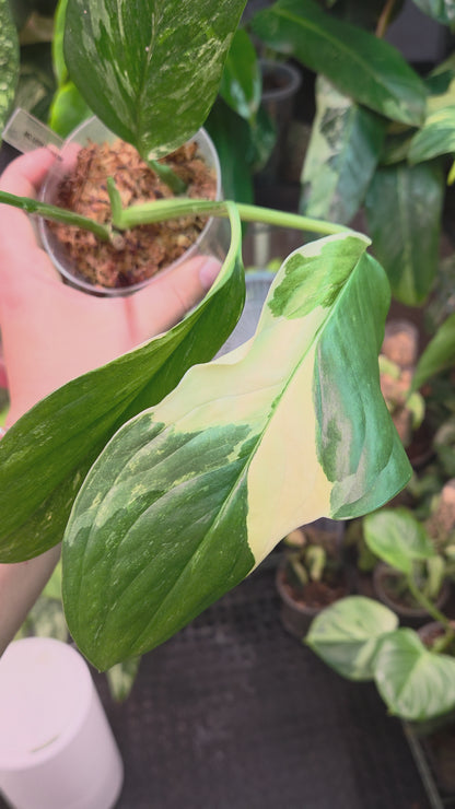 Monstera Lechleriana Variegata