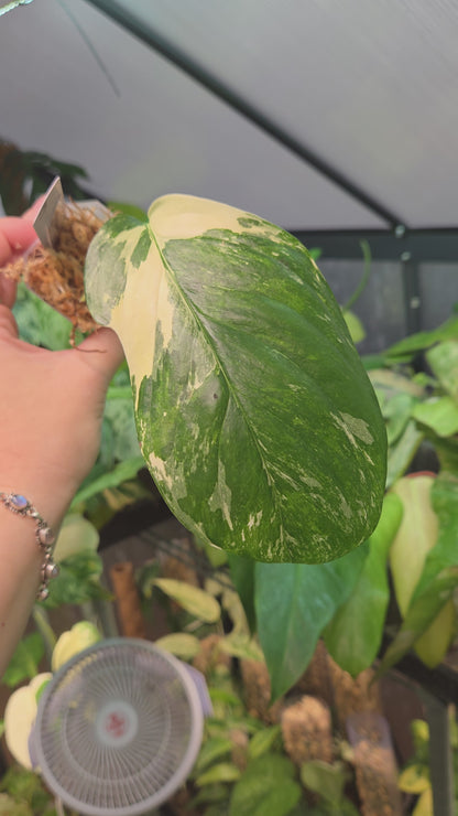 Monstera Lechleriana Variegata