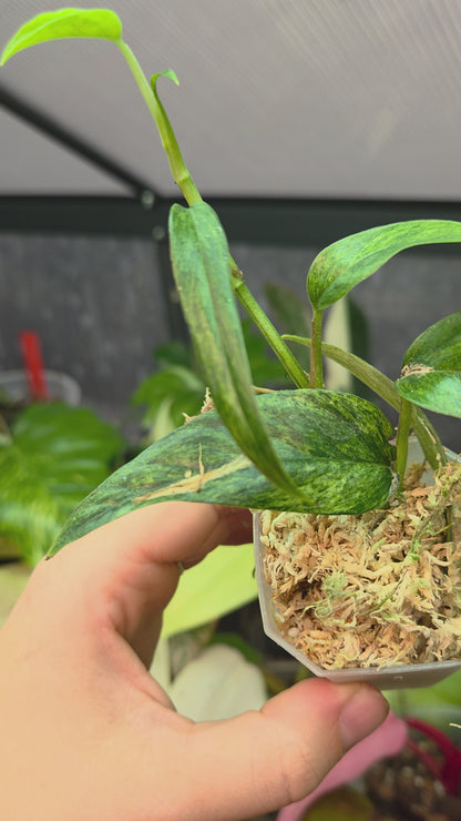 Epipremnum Cebu Blue Mint