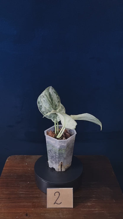 Scindapsus Peasun Medium