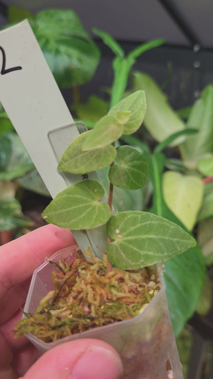 Piper Ribesioides