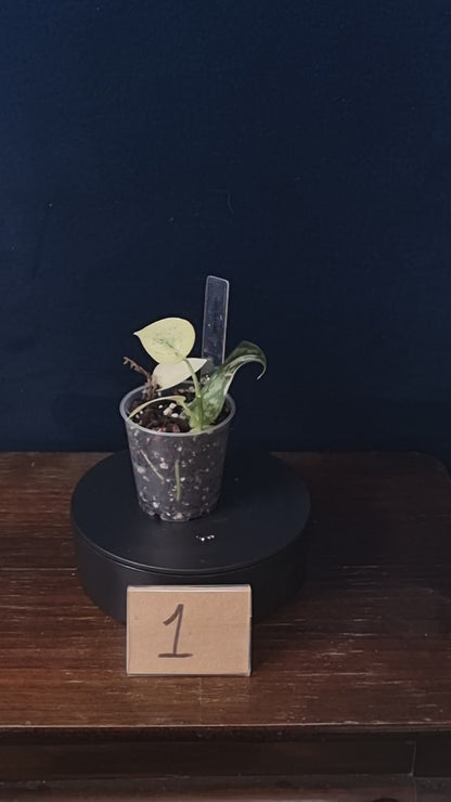 Scindapsus Mayari Mint