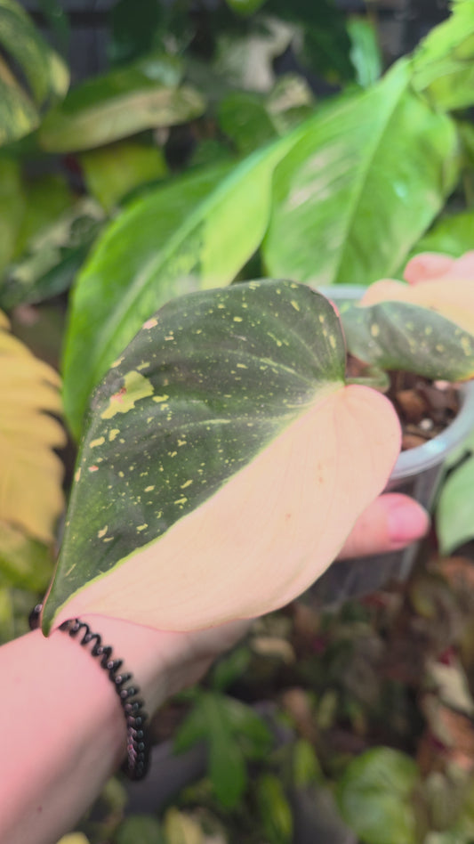 Philodendron Gloriosum Var