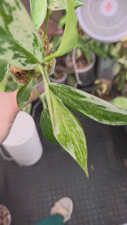 Philodendron Emerald Ice