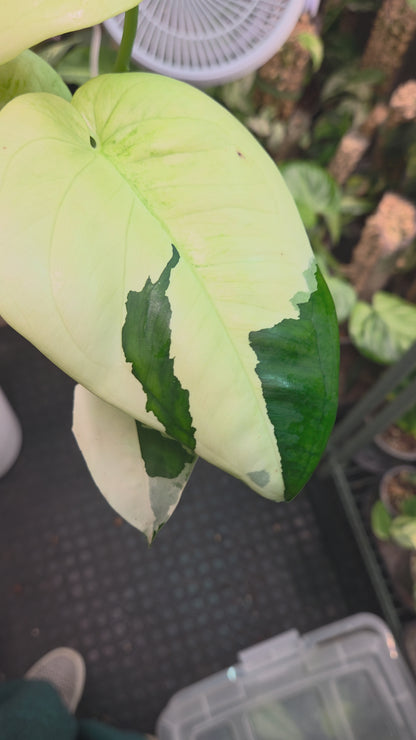 Syngonium Chiapense Variegata