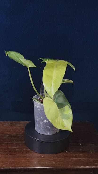 Philodendron Burle Marx Variegata Medium