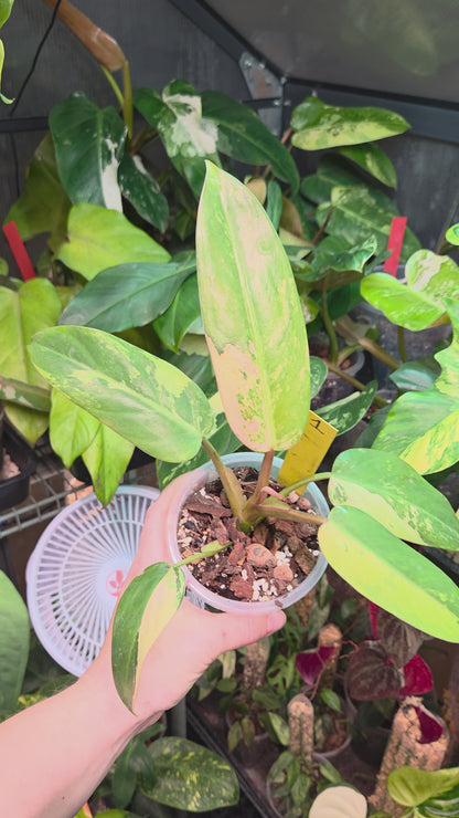 Philodendron Whipple Way Marble/Mint Medium