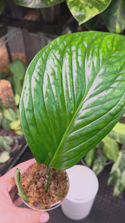 Monstera Pinnatipartita