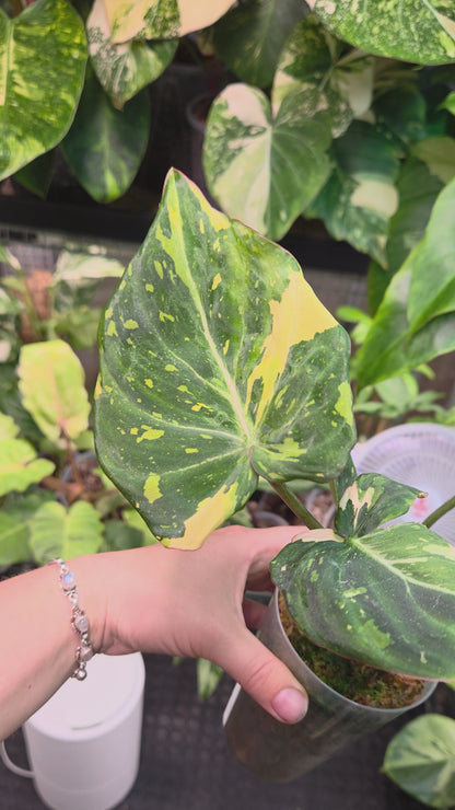 Philodendron Gloriosum Tricolor (NO TC)