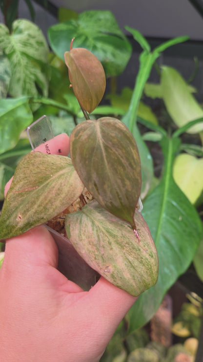 Philodendron Micans Mint