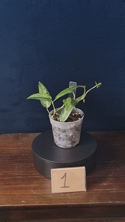 Epipremnum Cebu Blue Mint/Marble Aurea