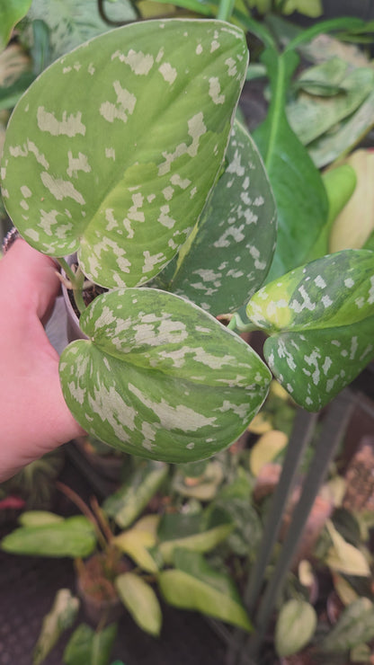 Scindapsus Sentarum - Medium
