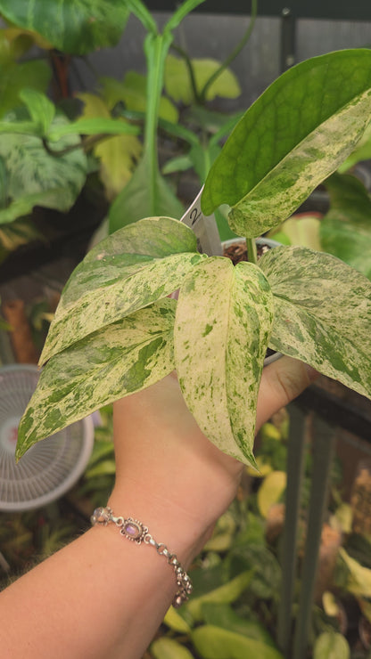 Epipremnum Pinnatum Cebu Blue Variegata