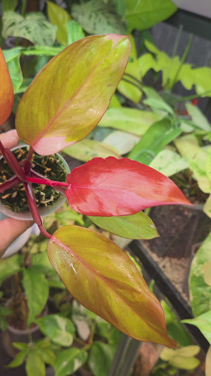 Philodendron Persimmon Princess