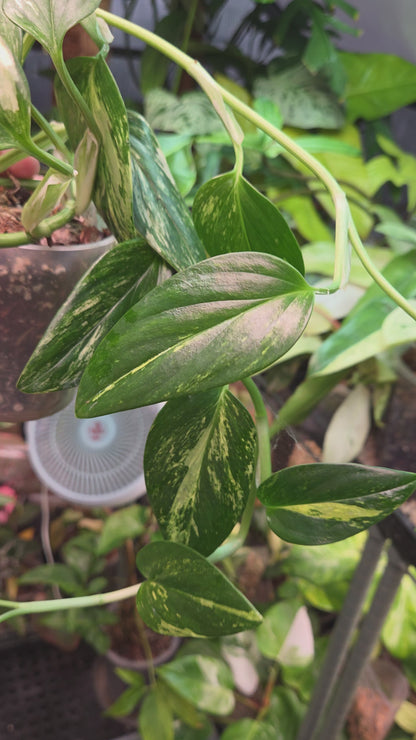Monstera Standleyana Aurea
