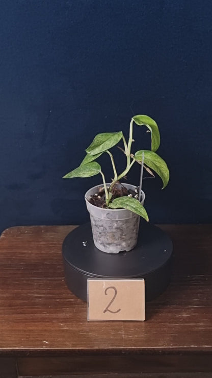 Epipremnum Cebu Blue Mint/Marble Aurea