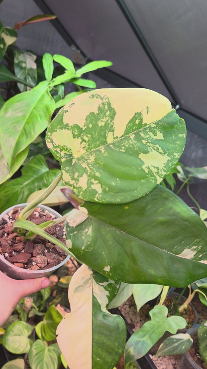 Syngonium Chiapense Variegata