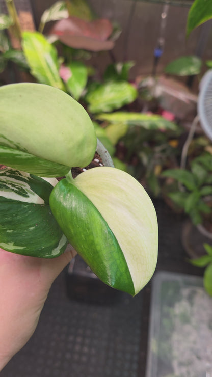 Scindapsus Rubicon