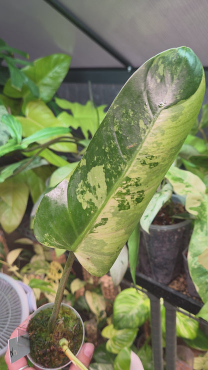 Philodendron Whipple Way Marble/Mint