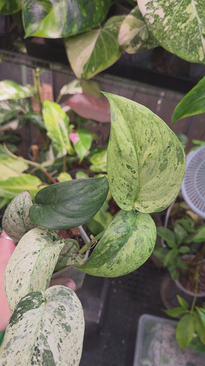 Scindapsus Jade Satin Marble Queen - Large