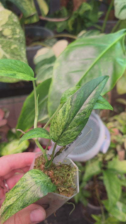Epipremnum Cebu Blue Mint