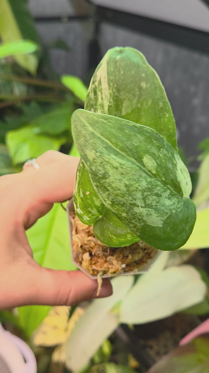Scindapsus Halimoon Medium