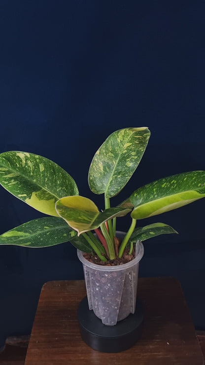 Philodendron Green Congo Marble Variegata