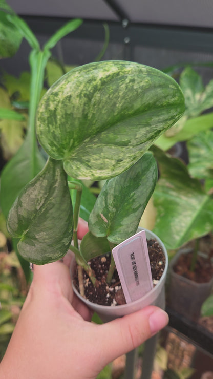 Scindapsus Silver Knight Variegata