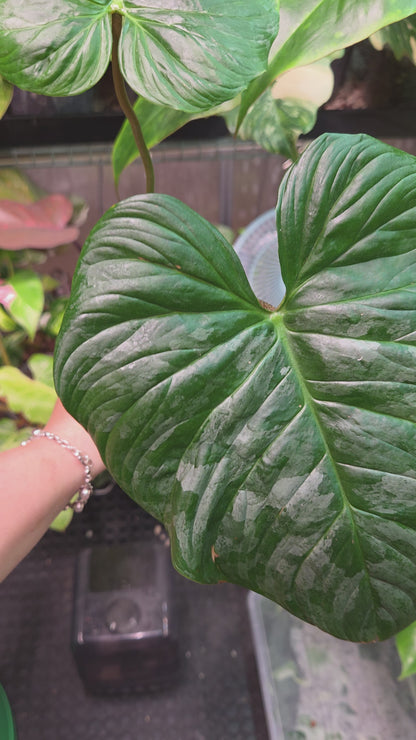 Philodendron Majestic