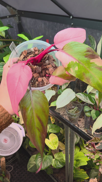 Philodendron Persimmon Princess