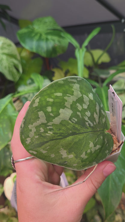 Scindapsus Macaro - Small
