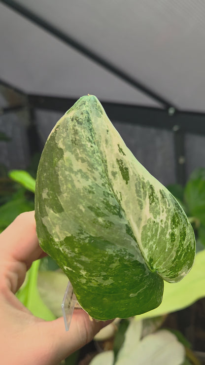 Scindapsus Halimoon Small
