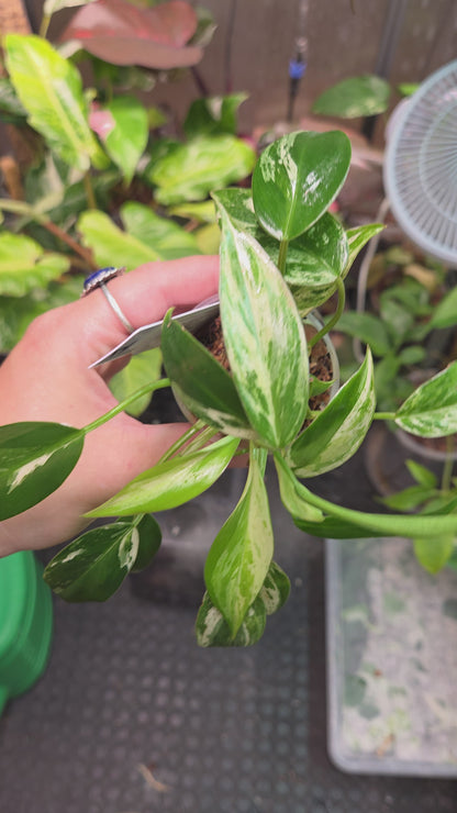 Philodendron Emerald Ice - Small