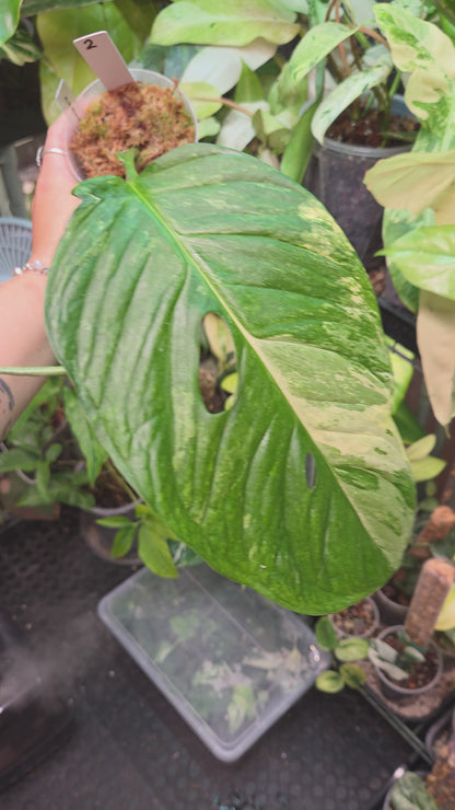 Monstera Obliqua Mayuna Variegata