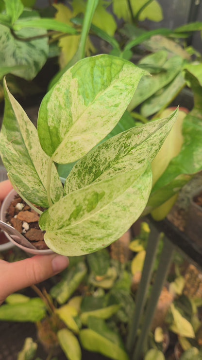 Epipremnum Pinnatum Cebu Blue Variegata