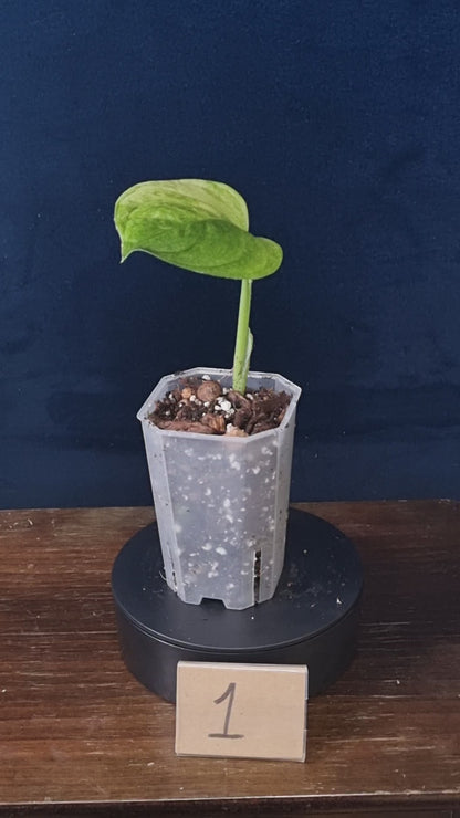 Monstera Obliqua Mayuna Variegata Small