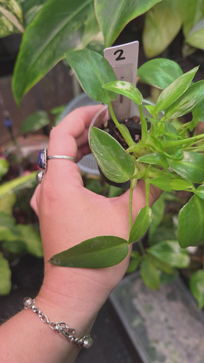 Philodendron Corcovadensis - Small