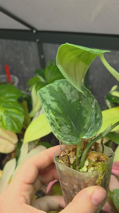 Scindapsus Silver Knight Variegata