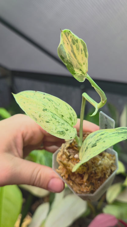 Scindapsus Jade Satin Marble Queen Small