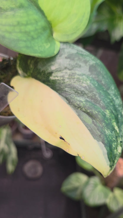 Scindapsus Jade Satin Aurea