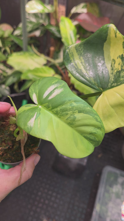 Philodendron Bipennifolium Variegata