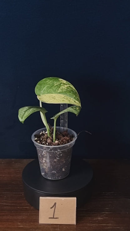 Scindapsus Jade Satin Marble Queen