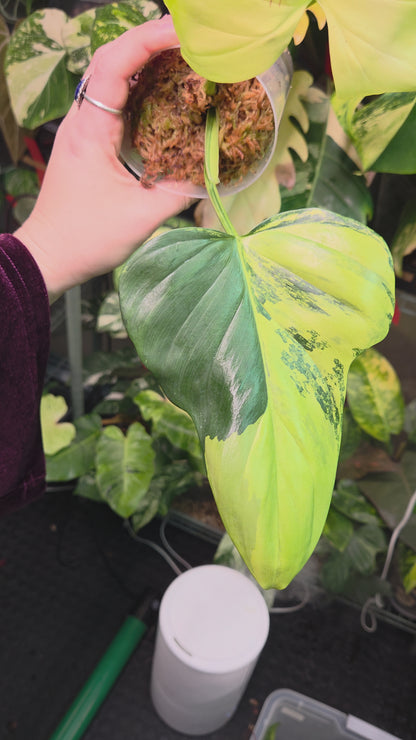 Philodendron Bipennifolium Variegata