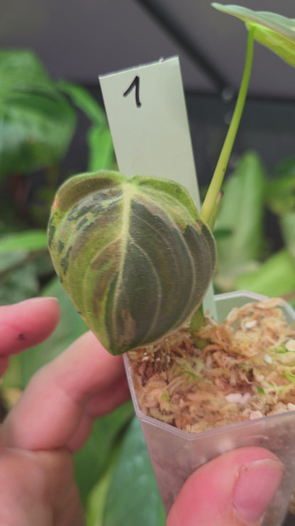 Philodendron Melanochrysum Variegata