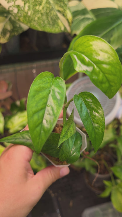 Epipremnum Cebu Blue Mint
