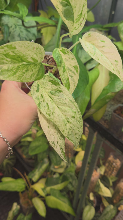 Epipremnum Pinnatum Cebu Blue Variegata
