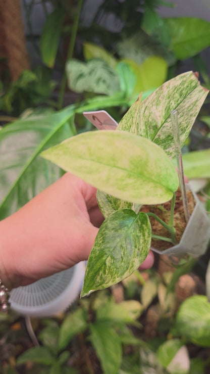 Monstera Laniata Mint