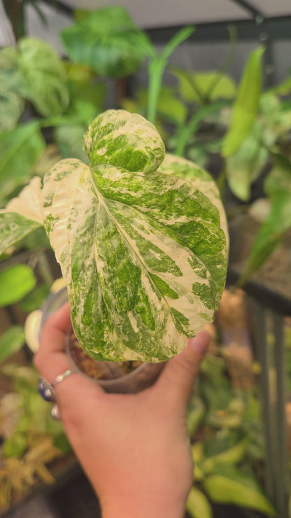 Amydrium Medium Variegata