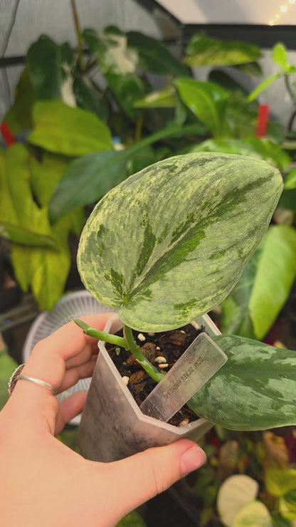 Scindapsus Silver Knight Variegata